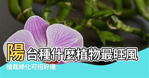 陽台 樹 風水|陽台種什麼植物最旺風水？答案都在這裡！